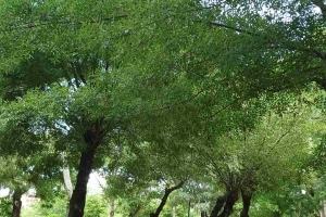 GENÇ PALETLER ÇALIŞTAYI